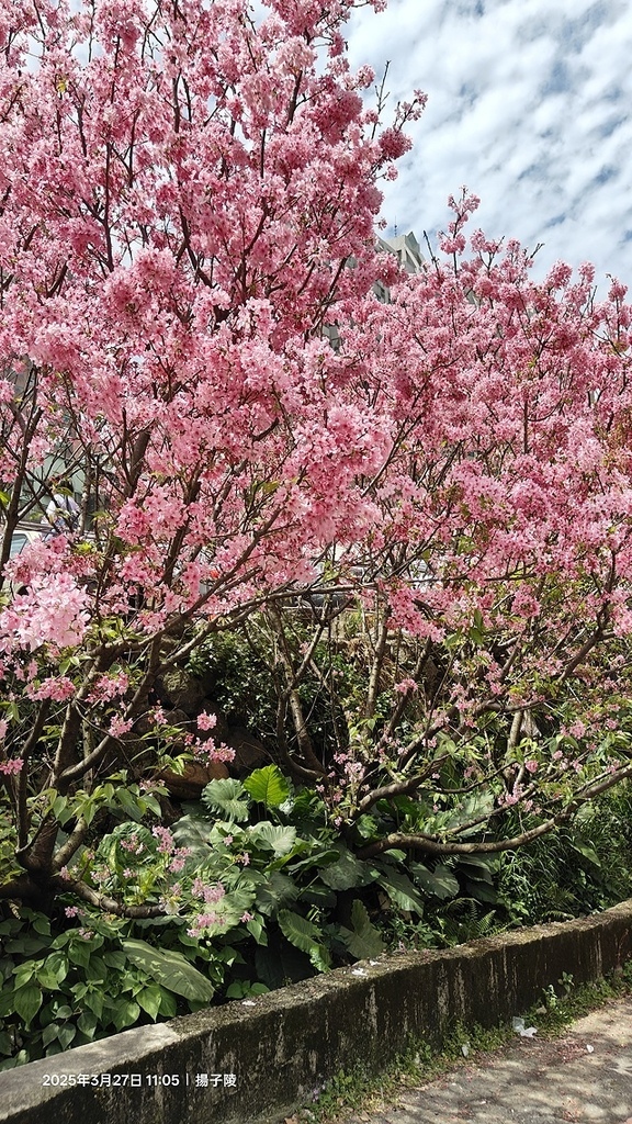 2025淡水天元宮櫻花3/27即時現況🌸， 2025北投子溪