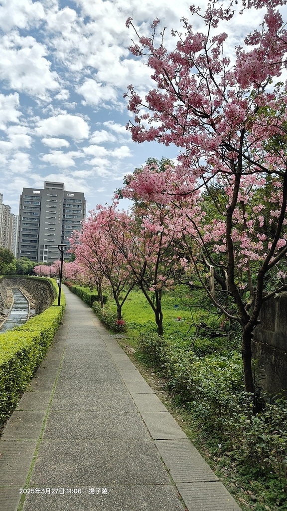 2025淡水天元宮櫻花3/27即時現況🌸， 2025北投子溪