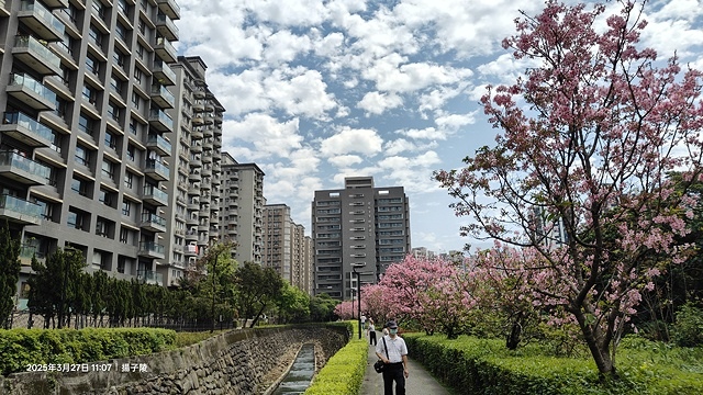 2025淡水天元宮櫻花3/27即時現況🌸， 2025北投子溪