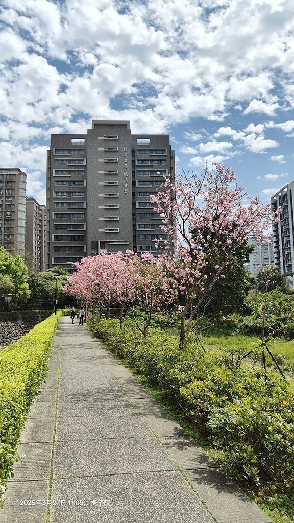 2025淡水天元宮櫻花3/27即時現況🌸， 2025北投子溪