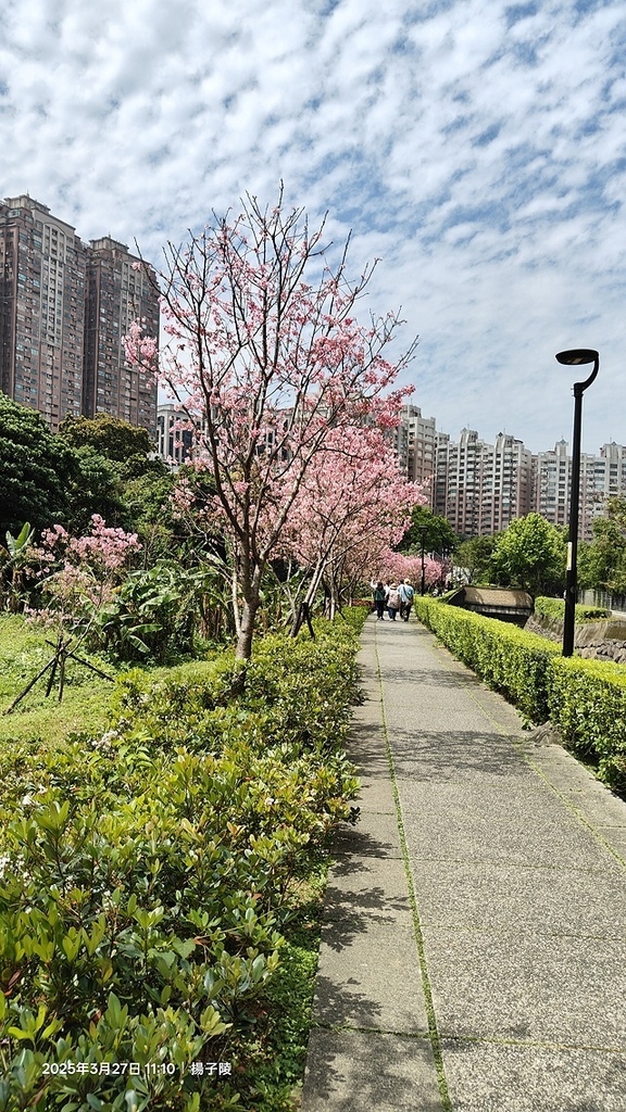 2025淡水天元宮櫻花3/27即時現況🌸， 2025北投子溪