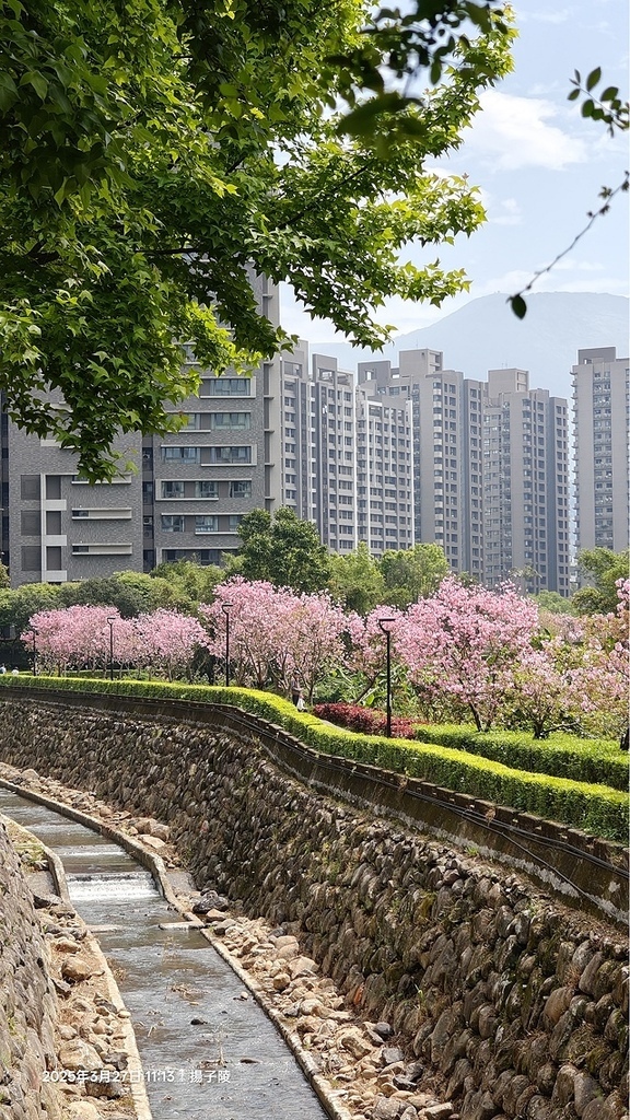 2025淡水天元宮櫻花3/27即時現況🌸， 2025北投子溪