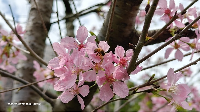 2025淡水天元宮櫻花3/27即時現況🌸， 2025北投子溪