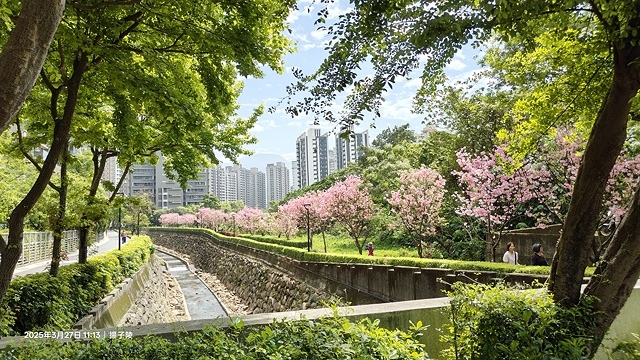 2025淡水天元宮櫻花3/27即時現況🌸， 2025北投子溪