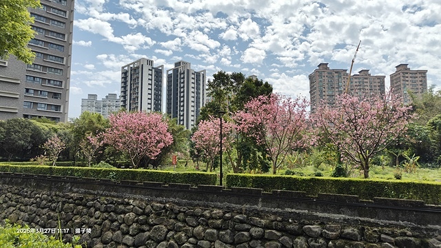 2025淡水天元宮櫻花3/27即時現況🌸， 2025北投子溪