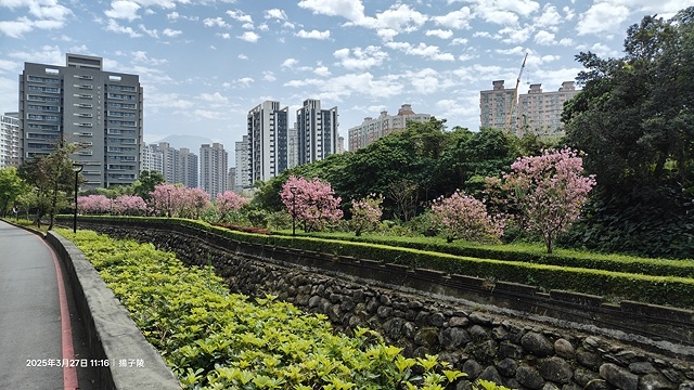 2025淡水天元宮櫻花3/27即時現況🌸， 2025北投子溪