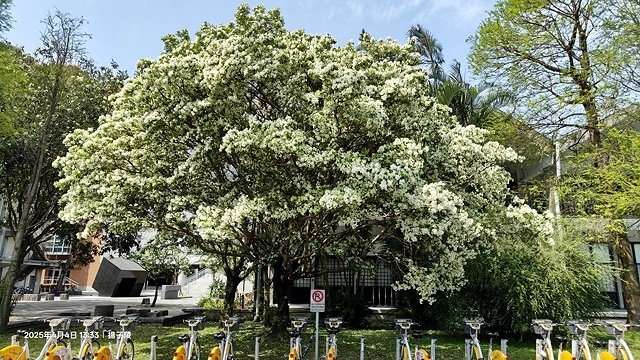 2025台大流蘇花開，4/4即時現況🌸｜