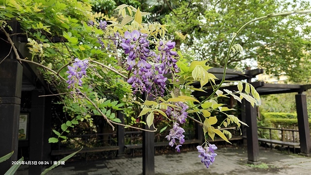 2025台大流蘇花開，4/4即時現況🌸｜