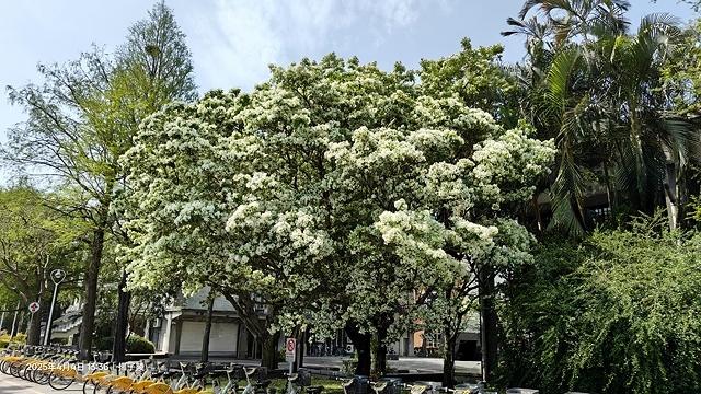2025台大流蘇花開，4/4即時現況🌸｜