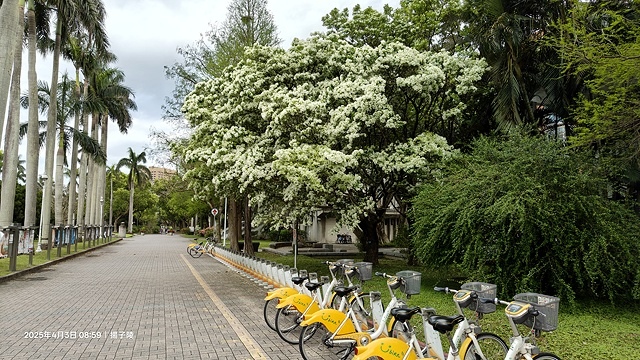2025台大流蘇花開，4/4即時現況🌸｜