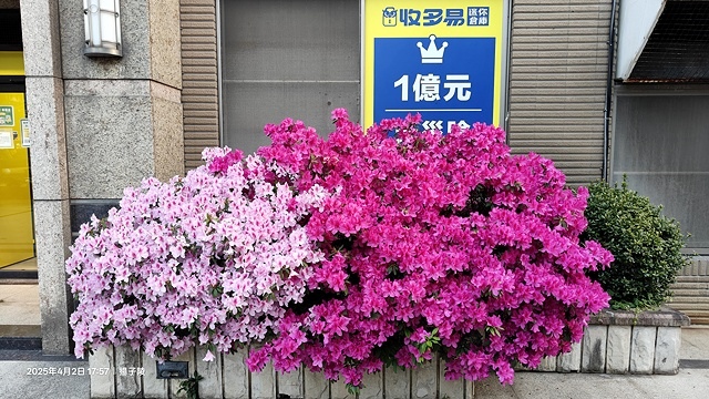 2025台大流蘇花開，4/4即時現況🌸｜