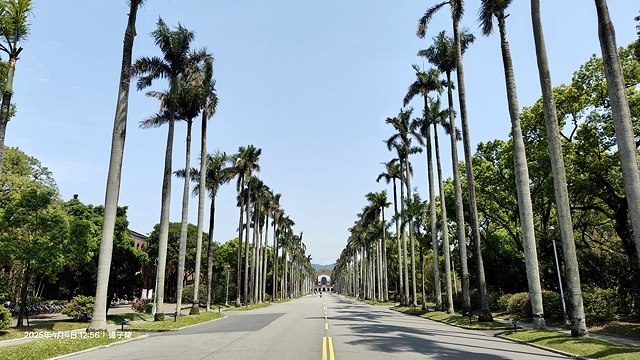 2025台大流蘇花開，4/4即時現況🌸｜