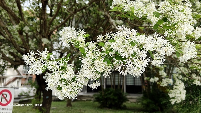 2025台大流蘇花開，4/4即時現況🌸｜
