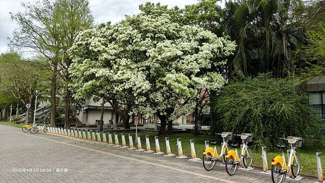 2025台大流蘇花開，4/4即時現況🌸｜