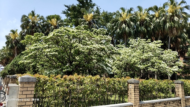 2025台大流蘇花開，4/4即時現況🌸｜