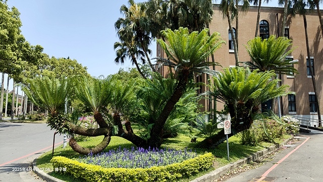 2025台大流蘇花開，4/4即時現況🌸｜