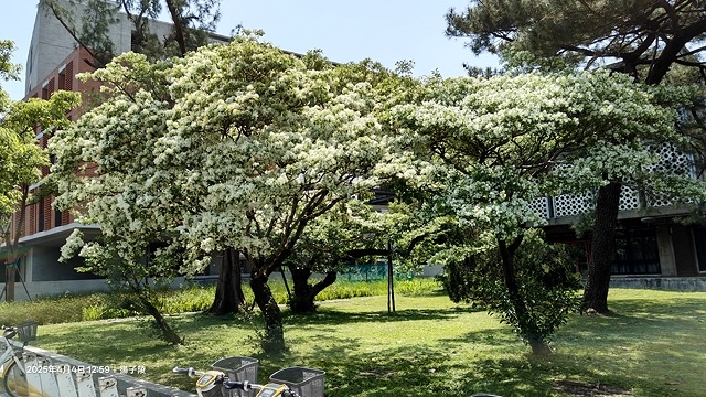 2025台大流蘇花開，4/4即時現況🌸｜