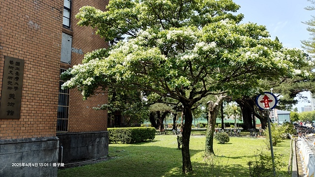 2025台大流蘇花開，4/4即時現況🌸｜