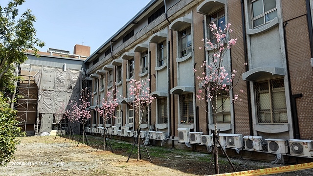 2025台大流蘇花開，4/4即時現況🌸｜