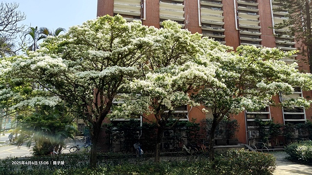 2025台大流蘇花開，4/4即時現況🌸｜