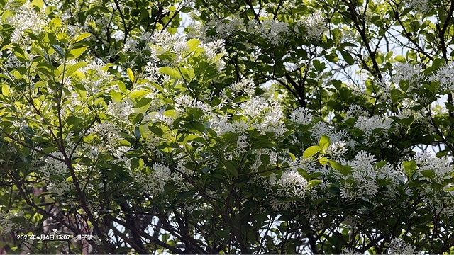2025台大流蘇花開，4/4即時現況🌸｜