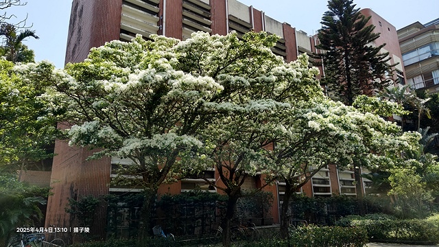 2025台大流蘇花開，4/4即時現況🌸｜