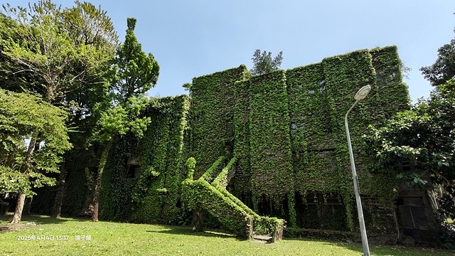 2025台大流蘇花開，4/4即時現況🌸｜