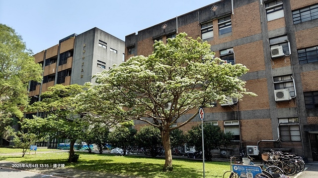 2025台大流蘇花開，4/4即時現況🌸｜