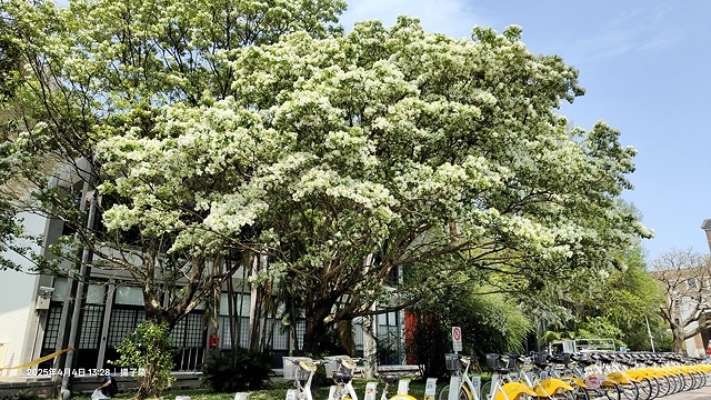 2025台大流蘇花開，4/4即時現況🌸｜