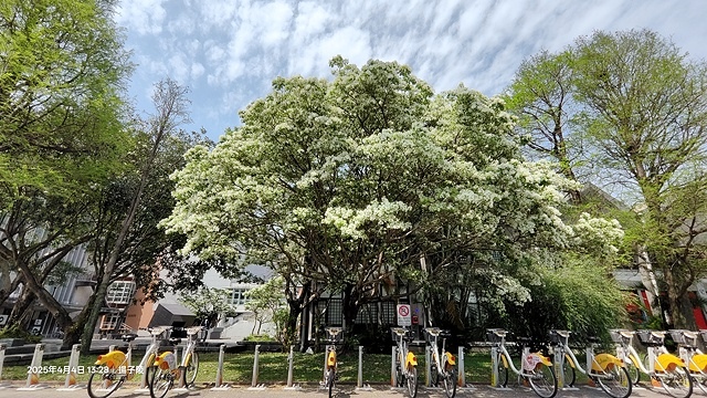 2025台大流蘇花開，4/4即時現況🌸｜