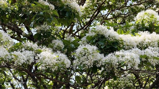 2025台大流蘇花開，4/4即時現況🌸｜