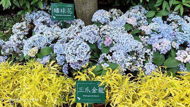 2025台大流蘇花開，4/4即時現況🌸｜