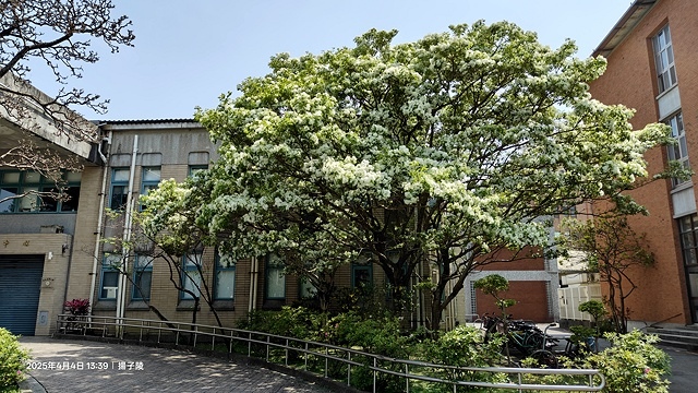 2025台大流蘇花開，4/4即時現況🌸｜