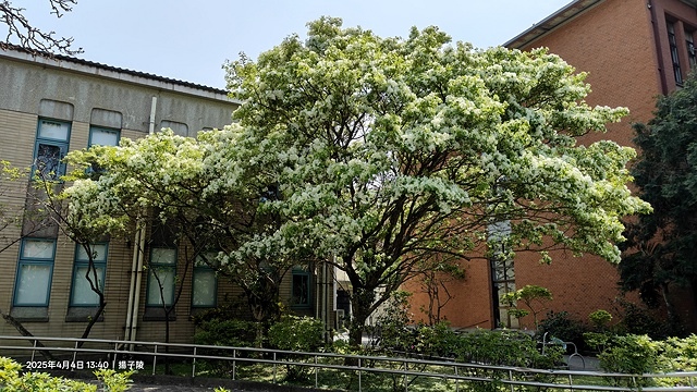 2025台大流蘇花開，4/4即時現況🌸｜