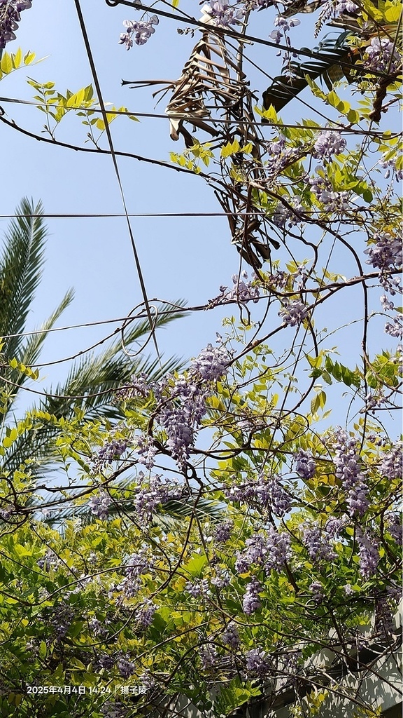 2025台大流蘇花開，4/4即時現況🌸｜