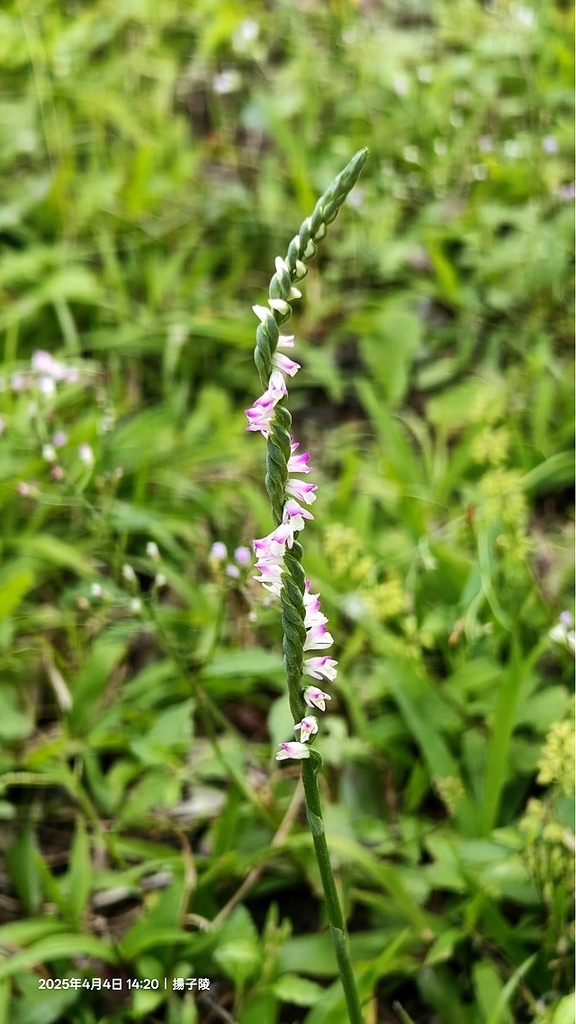 2025台大流蘇花開，4/4即時現況🌸｜