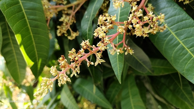 2025台大流蘇花開，4/4即時現況🌸｜