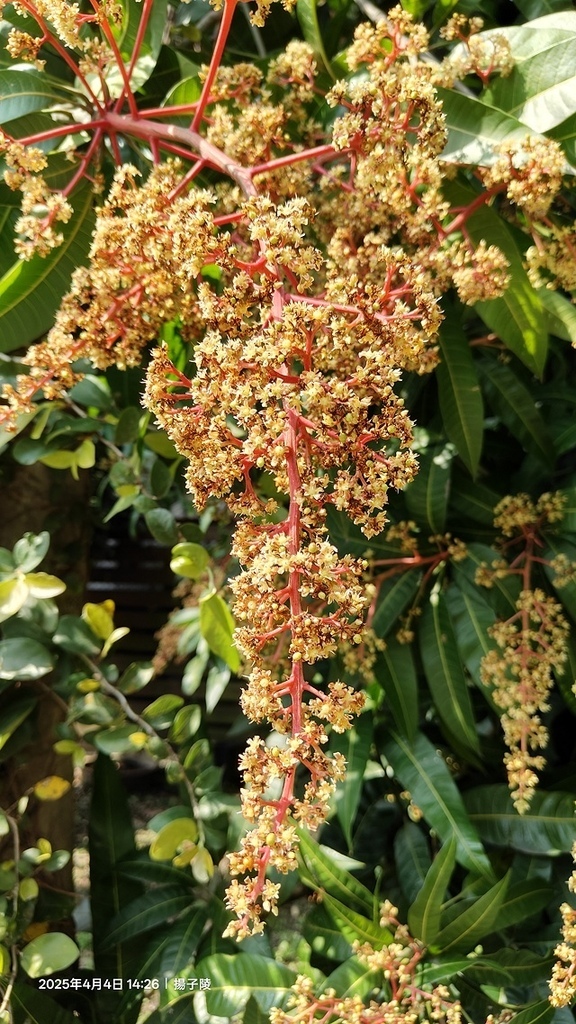 2025台大流蘇花開，4/4即時現況🌸｜