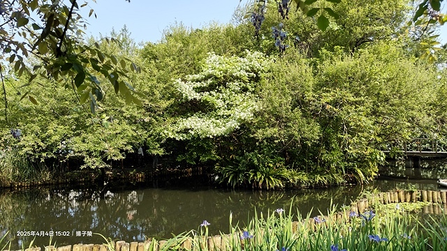 2025台大流蘇花開，4/4即時現況🌸｜