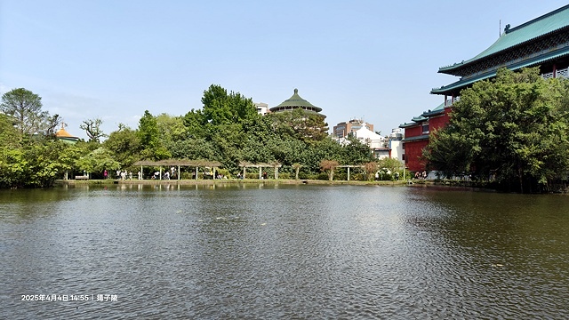 2025台大流蘇花開，4/4即時現況🌸｜