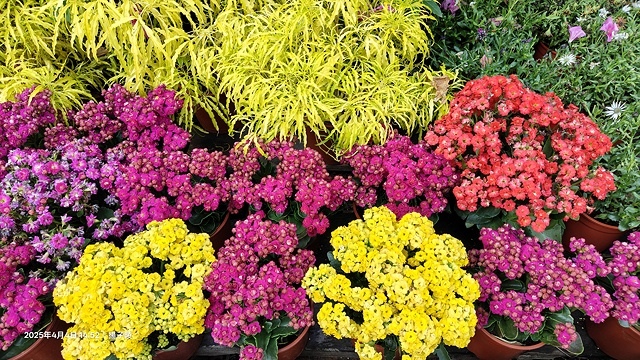 2025台大流蘇花開，4/4即時現況🌸｜