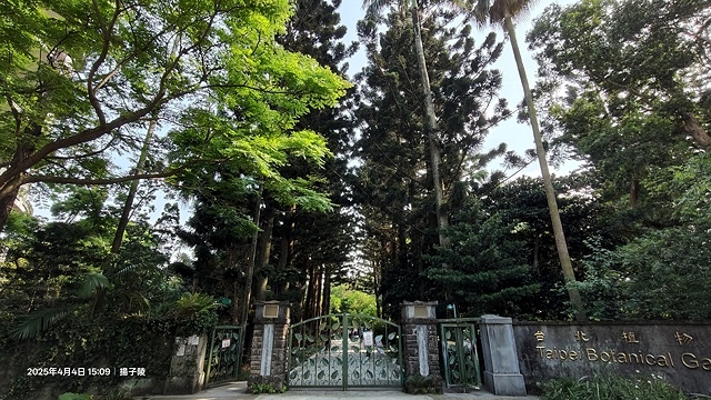 2025台大流蘇花開，4/4即時現況🌸｜