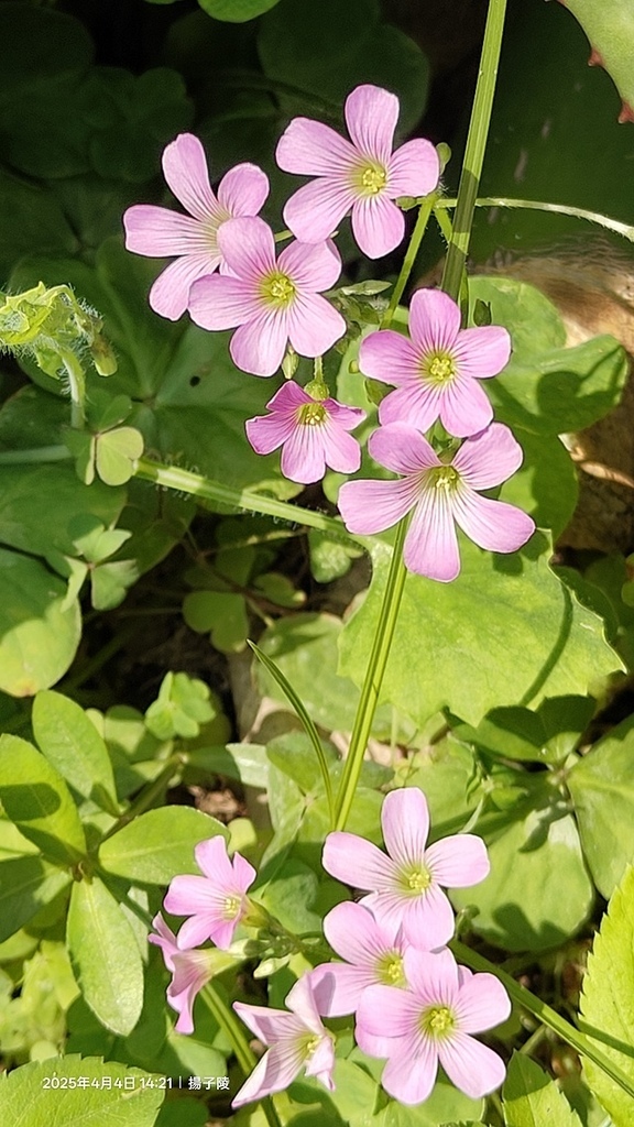 2025台大校園流蘇花開，四月雪4/4即時現況🌸｜2025臺