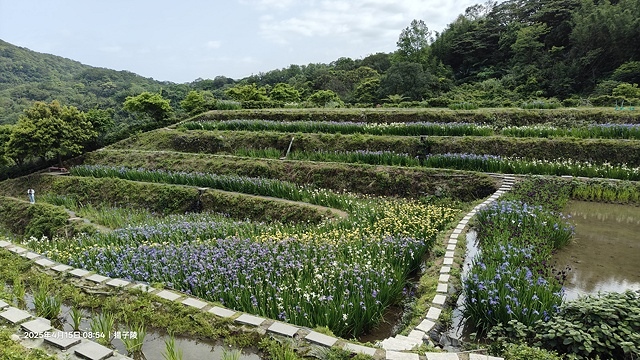 2025蘿芝春雪藝術展，三芝三生步道蘿蔔花田🌸，活動日期：2