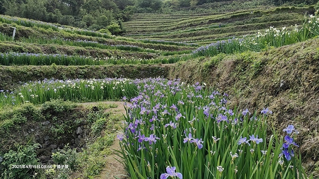 2025蘿芝春雪藝術展，三芝三生步道蘿蔔花田🌸，活動日期：2
