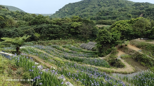2025蘿芝春雪藝術展，三芝三生步道蘿蔔花田🌸，活動日期：2