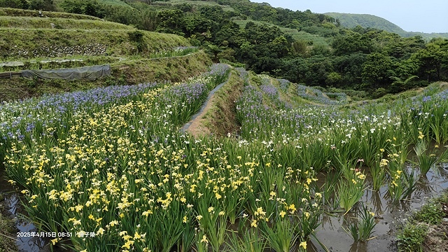 2025蘿芝春雪藝術展，三芝三生步道蘿蔔花田🌸，活動日期：2