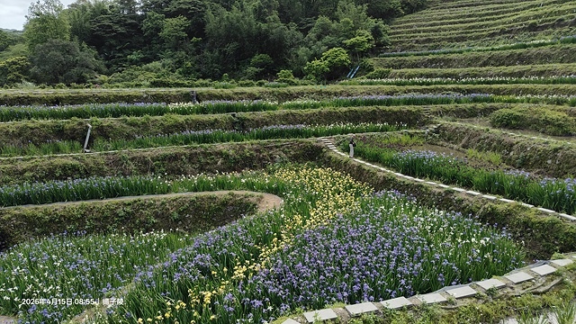 2025蘿芝春雪藝術展，三芝三生步道蘿蔔花田🌸，活動日期：2