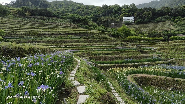 2025蘿芝春雪藝術展，三芝三生步道蘿蔔花田🌸，活動日期：2