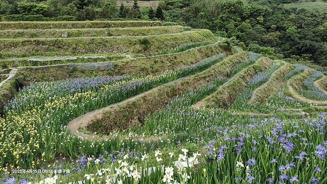 2025蘿芝春雪藝術展，三芝三生步道蘿蔔花田🌸，活動日期：2